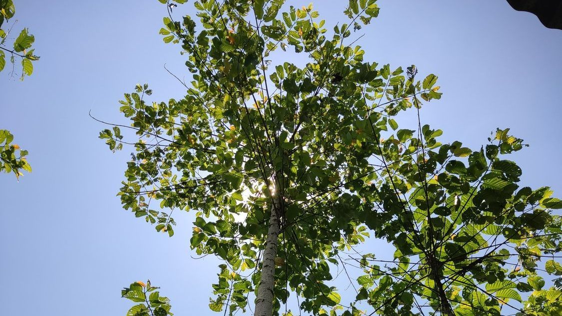 The Sun is shining through the Leaves of a Tree - Kokomo. IN - Austin Tree Care The Sun is shining through the Leaves of a Tree - Kokomo. IN - Austin Tree Care
