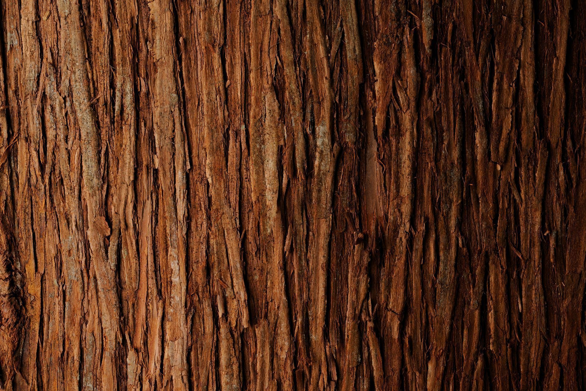 A close-up of a Tree Trunk showing the texture of the Wood - Kokomo. IN - Austin Tree Care A close-up of a Tree Trunk showing the texture of the Wood - Kokomo. IN - Austin Tree Care