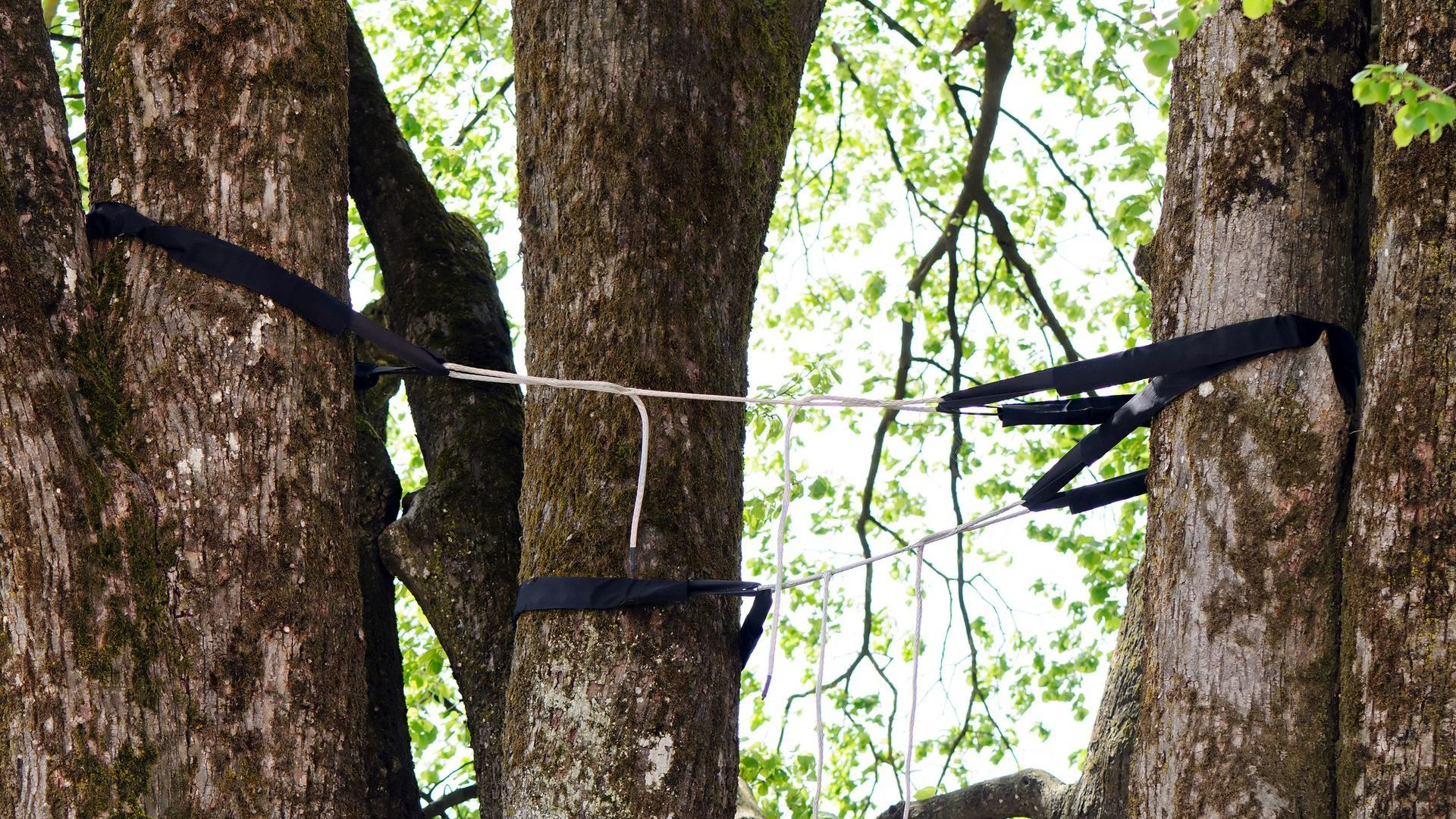 A Tree being braced with other Trees - Kokomo. IN - Austin Tree Care A Tree being braced with other Trees - Kokomo. IN - Austin Tree Care