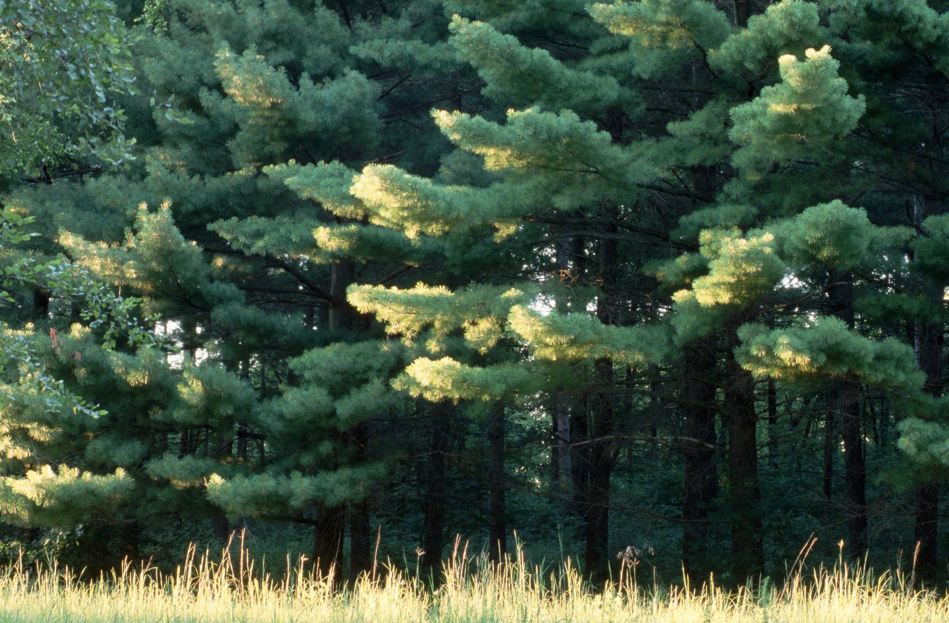 A field of Eastern White Pine Trees - Kokomo. IN - Austin Tree Care