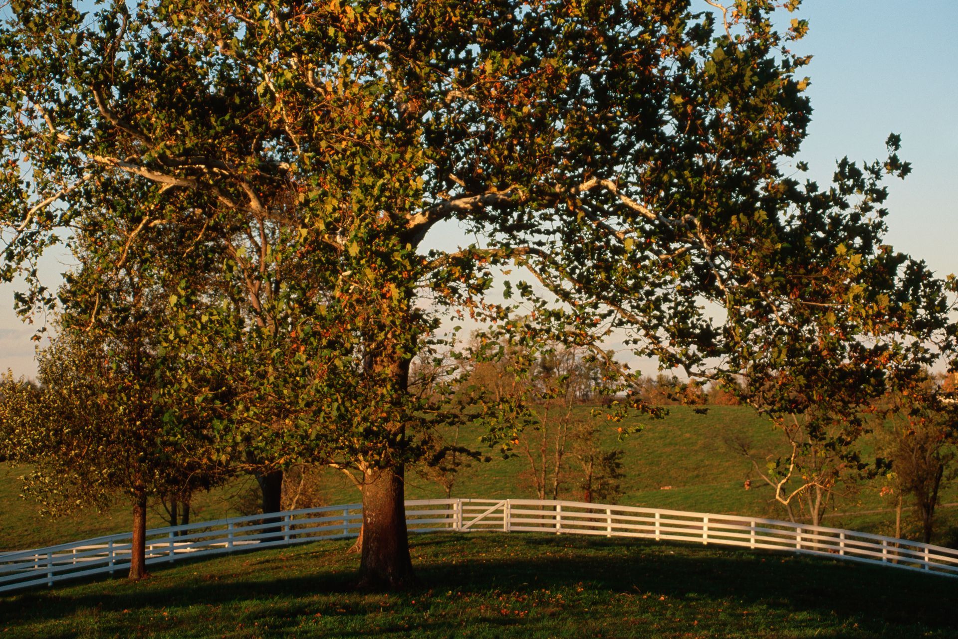 American Sycamore - Kokomo. IN - Austin Tree Care