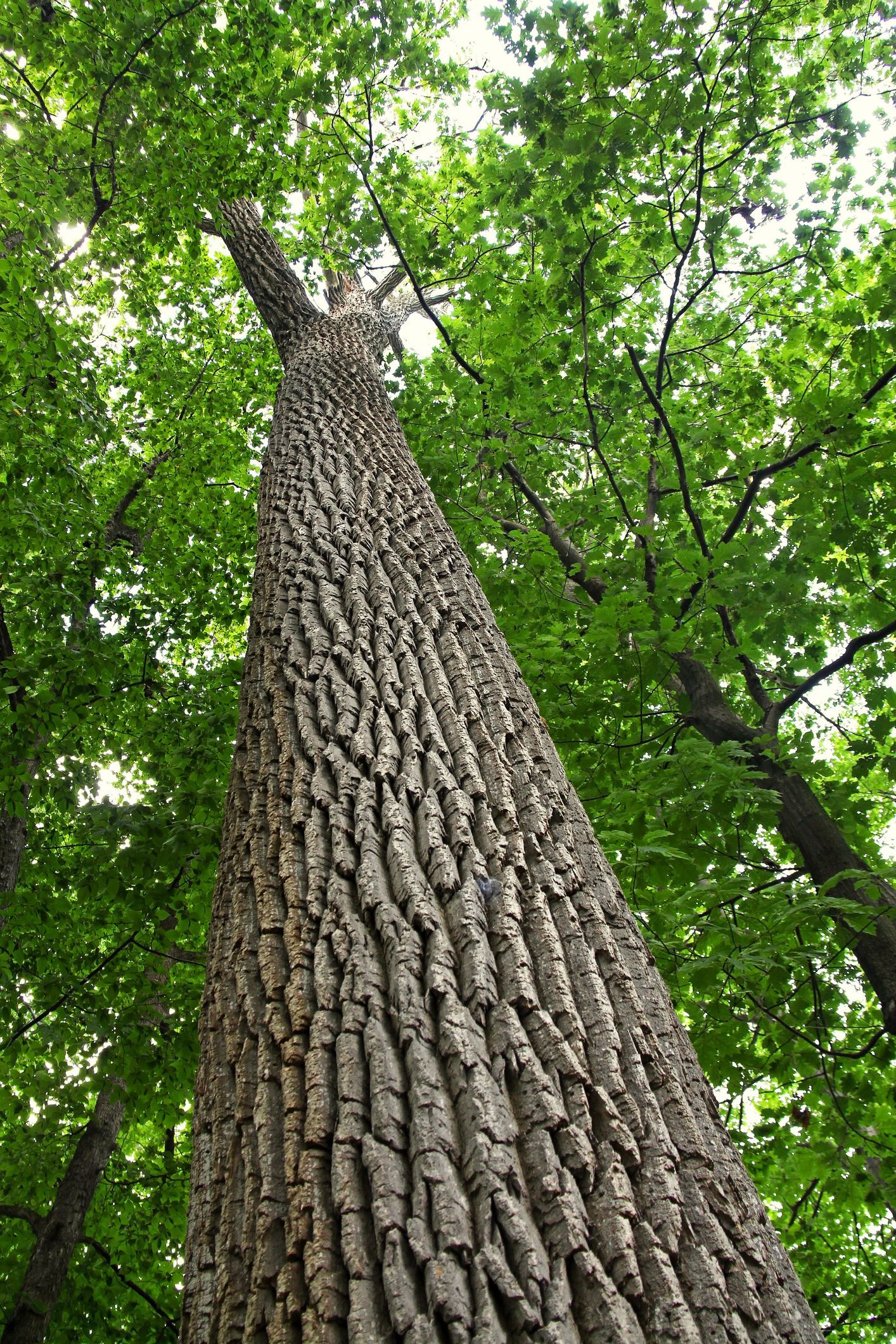 A low-angle shot of a White Oak Tree - Kokomo. IN - Austin Tree Care