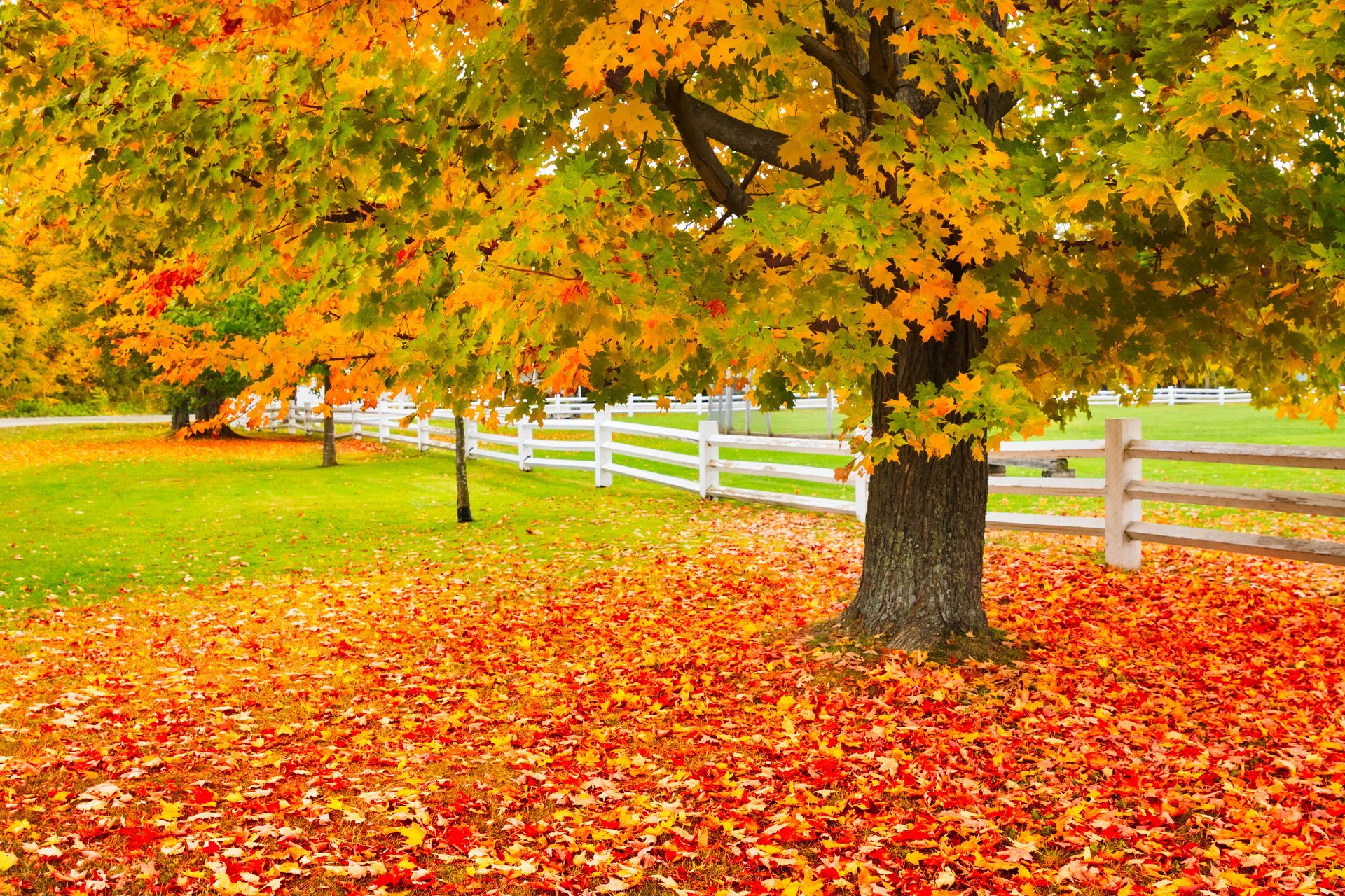 A Sugar Maple Tree in the Fall - Kokomo. IN - Austin Tree Care