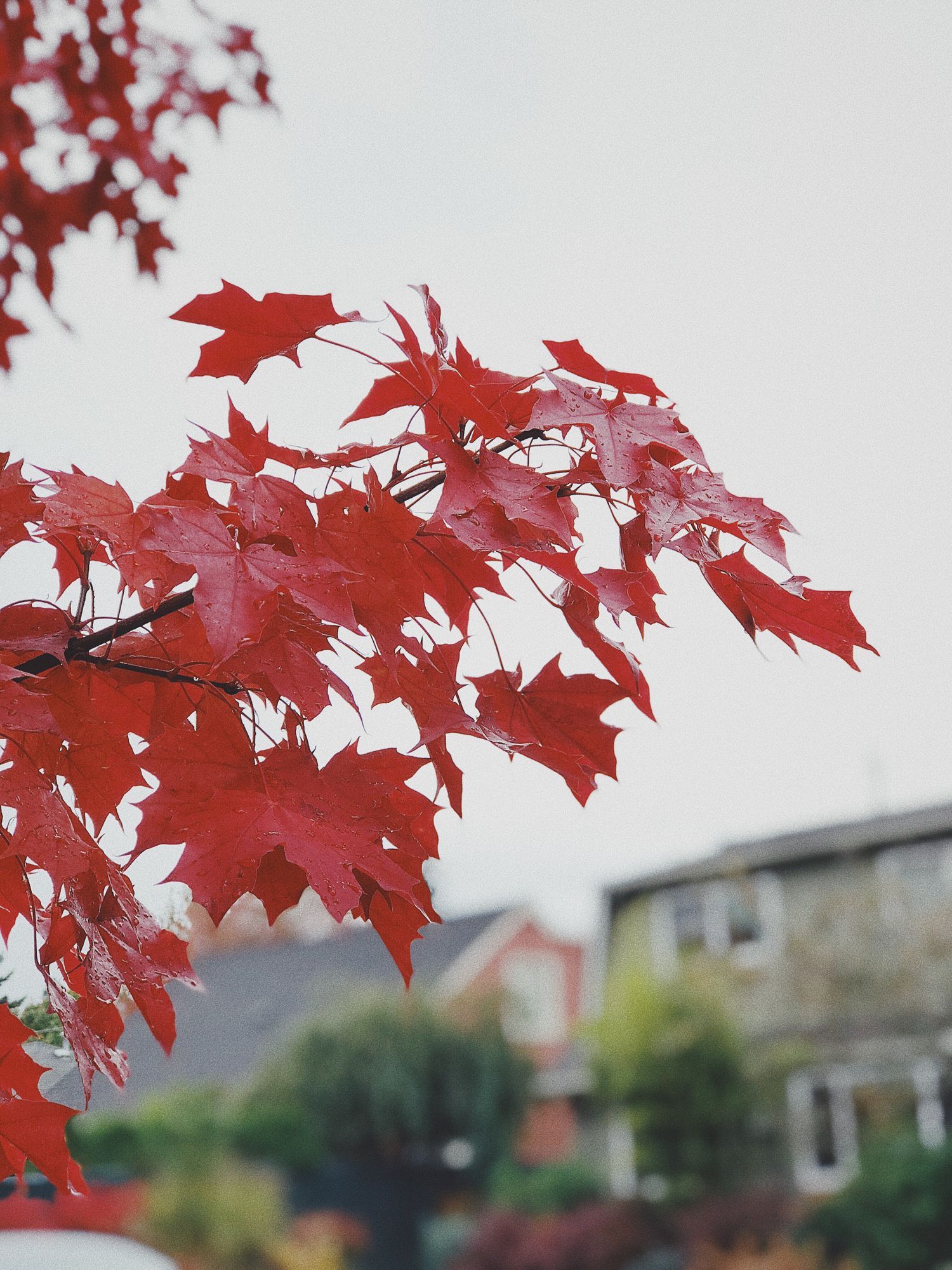 A shot of Red Oak Tree Leaves - Kokomo. IN - Austin Tree Care