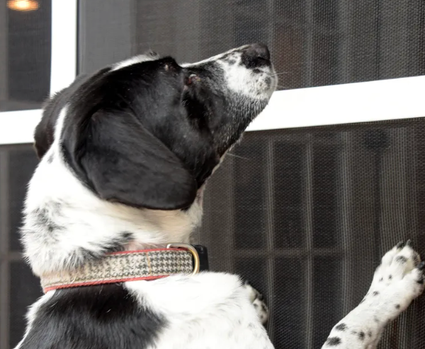 Black and white dog looking out a screen door, paws on the screen.