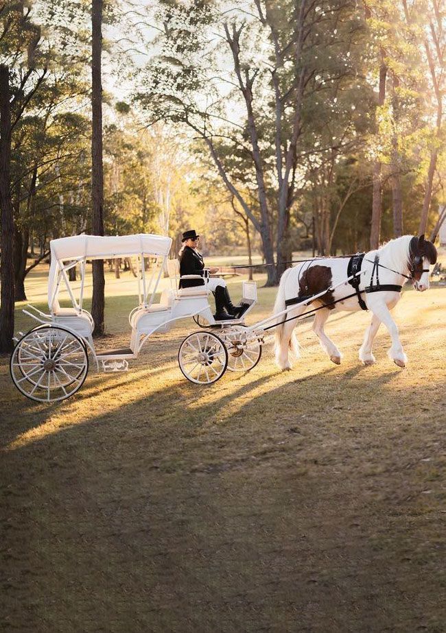 A Carriage Is Pulled By A Brown And White Horse With A Man Driving It — Prestige Horse Carriages in Hunter Valley, NSW