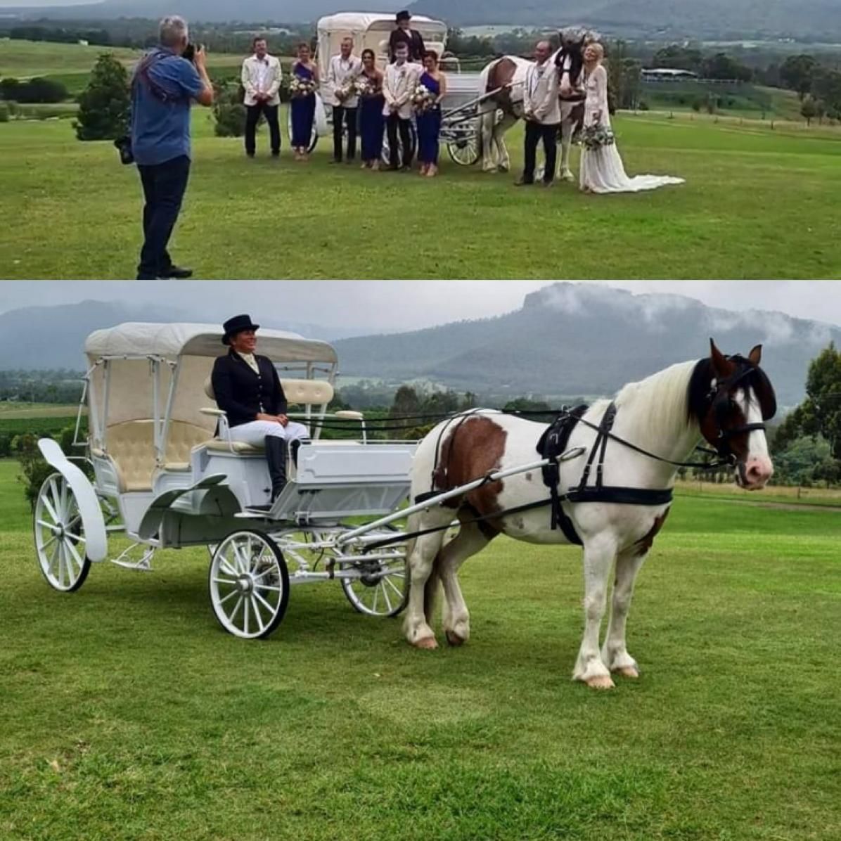 A Horse Drawn Carriage is Pulled by a Brown and White Horse — Prestige Horse Carriages in Hunter Valley, NSW
