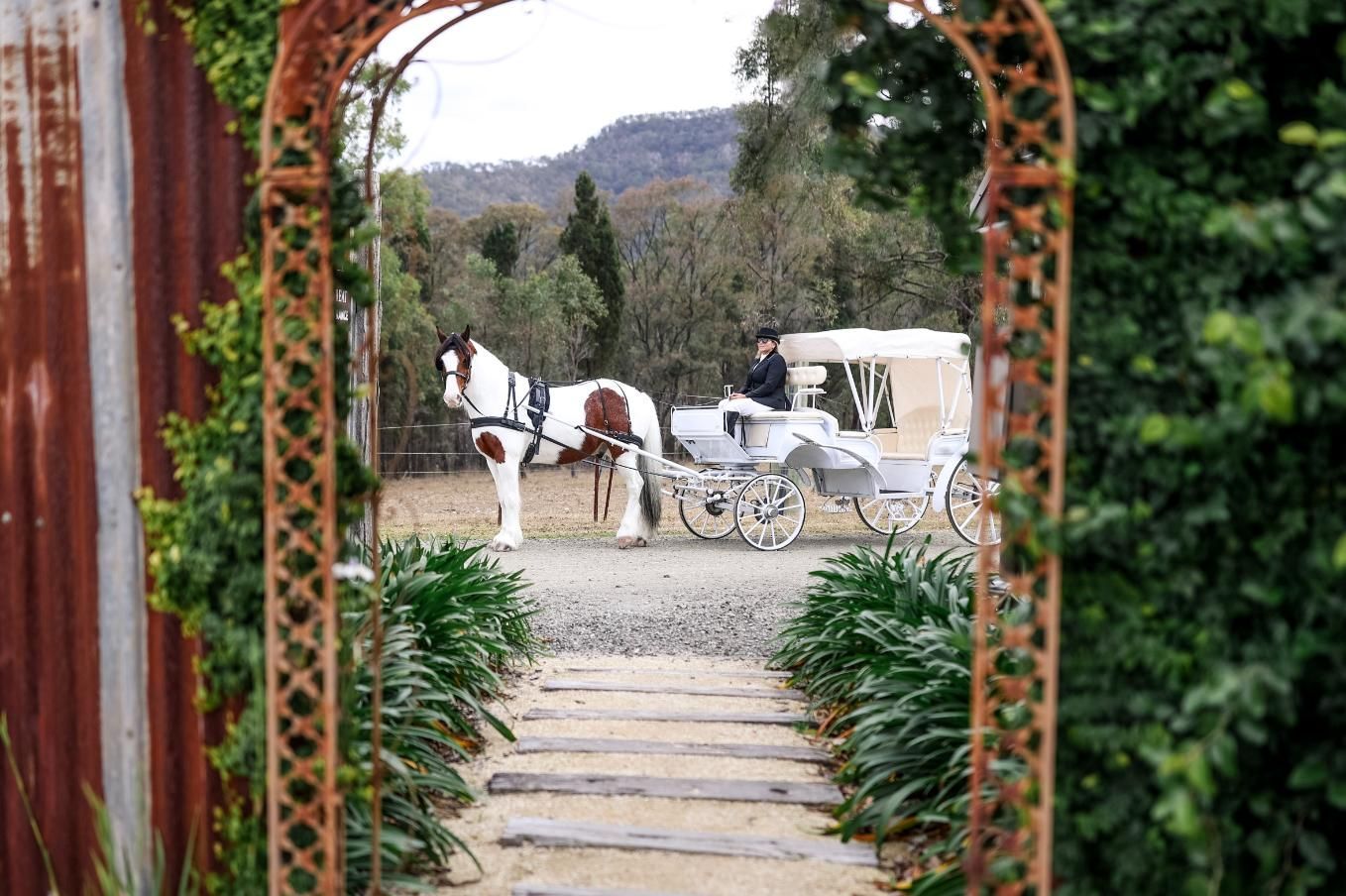A horse drawn carriage is pulled by a white horse.