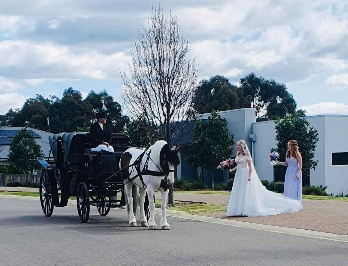 A Bride is Standing Next to a Horse Drawn Carriage — Prestige Horse Carriages in Pokolbin, NSW