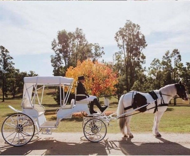 A Horse Drawn Carriage With a Man Sitting in It — Prestige Horse Carriages in Newcastle, NSW