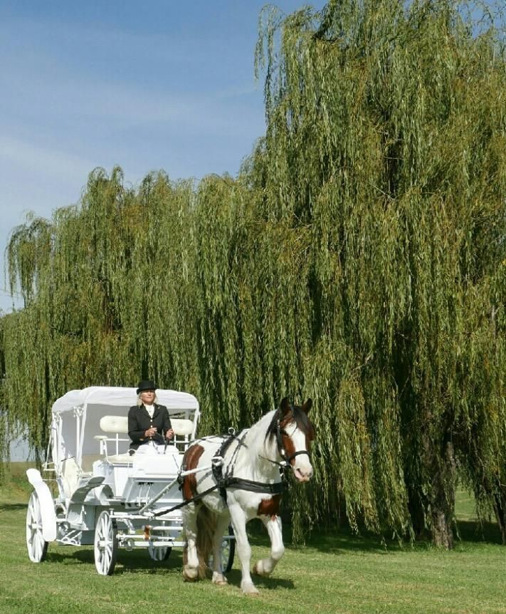 A Horse Drawn Carriage is Pulled by a Brown and White Horse — Prestige Horse Carriages in Mitchells Flat, NSW