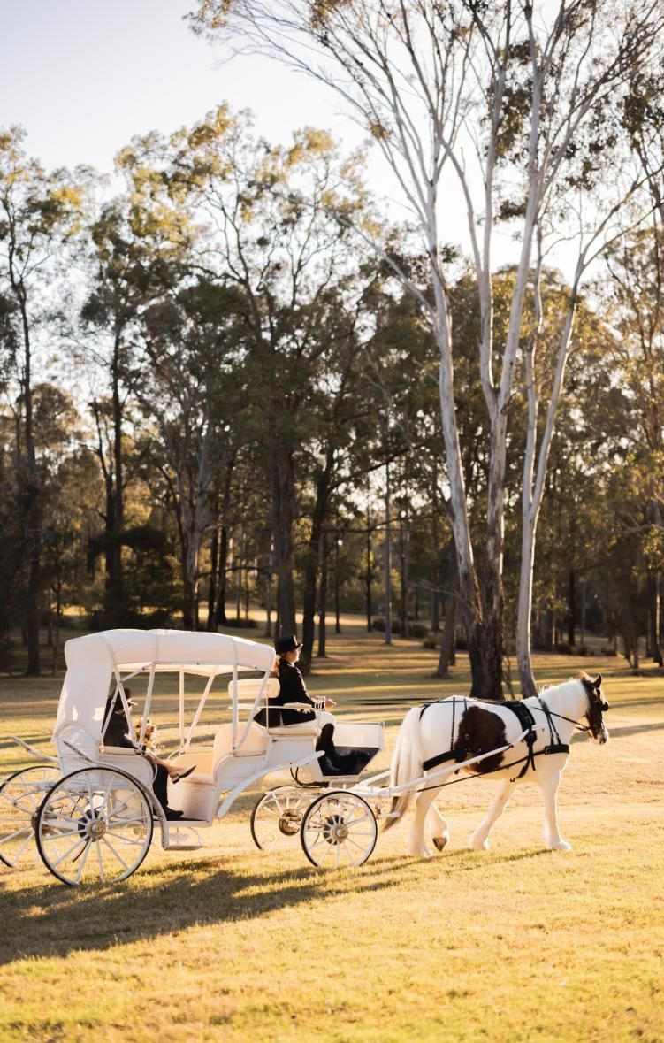 A Horse Drawn Carriage is Pulled by a Horse in a Field — Prestige Horse Carriages in Pokolbin, NSW