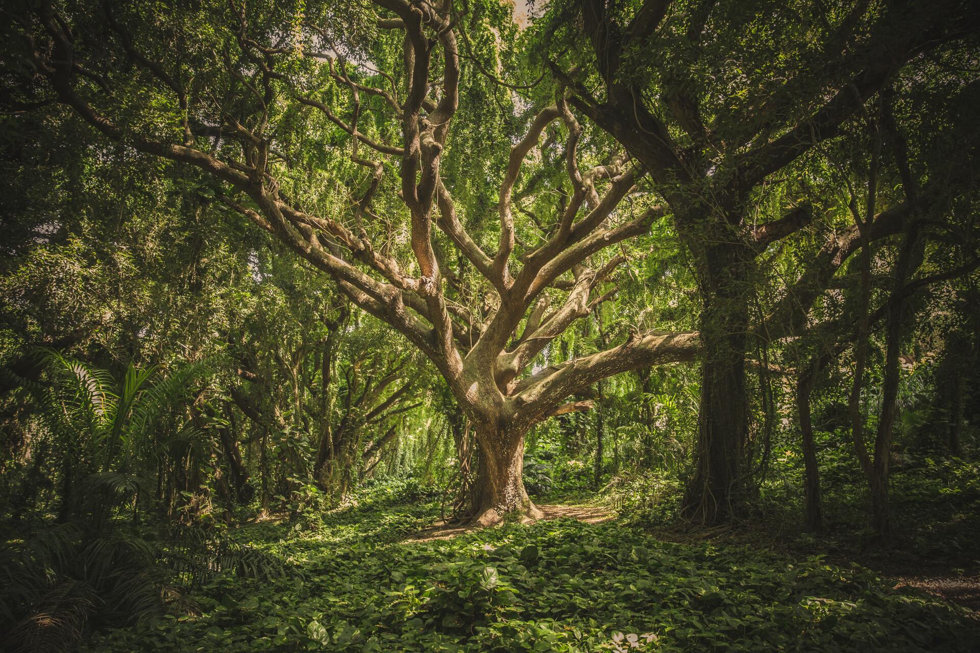 banyan-tree