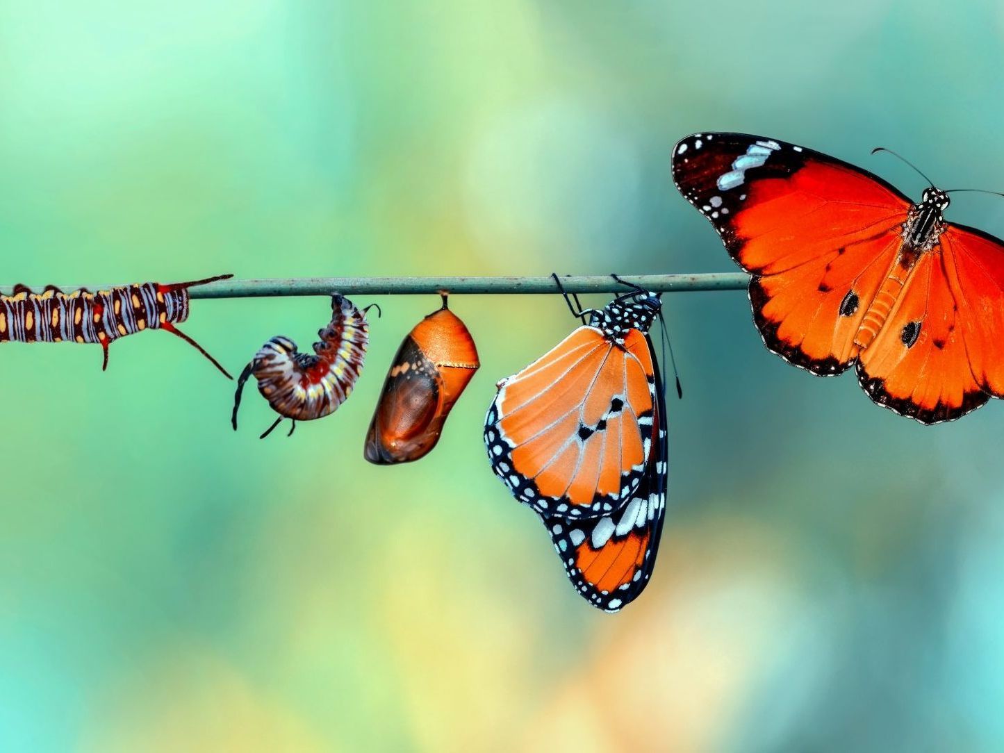 Advanced Diploma in Vertically Developmental Coaching