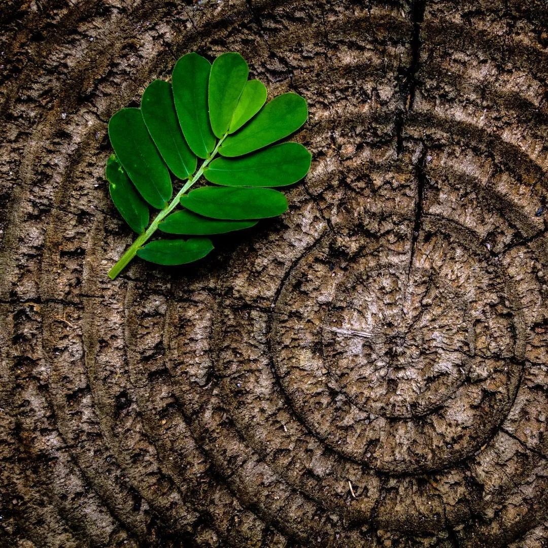 tree-stump-leaf