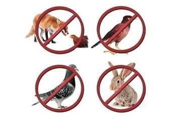 A Dog , A Bird , A Pigeon , And A Rabbit Are Not Allowed — Caban's Pest Control In Goonellabah, NSW