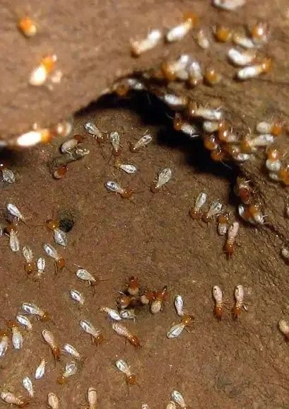 A Bunch Of Termites Are Crawling On A Piece Of Wood — Caban's Pest Control In Goonellabah, NSW
