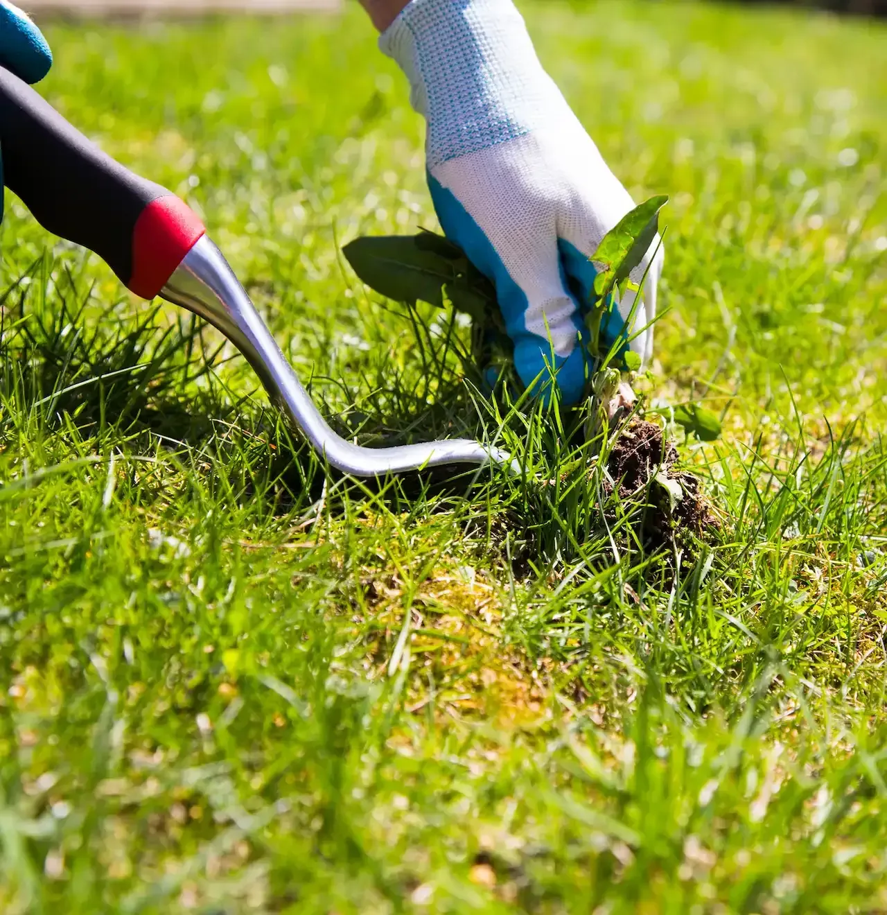 Fertilization & Weed Control