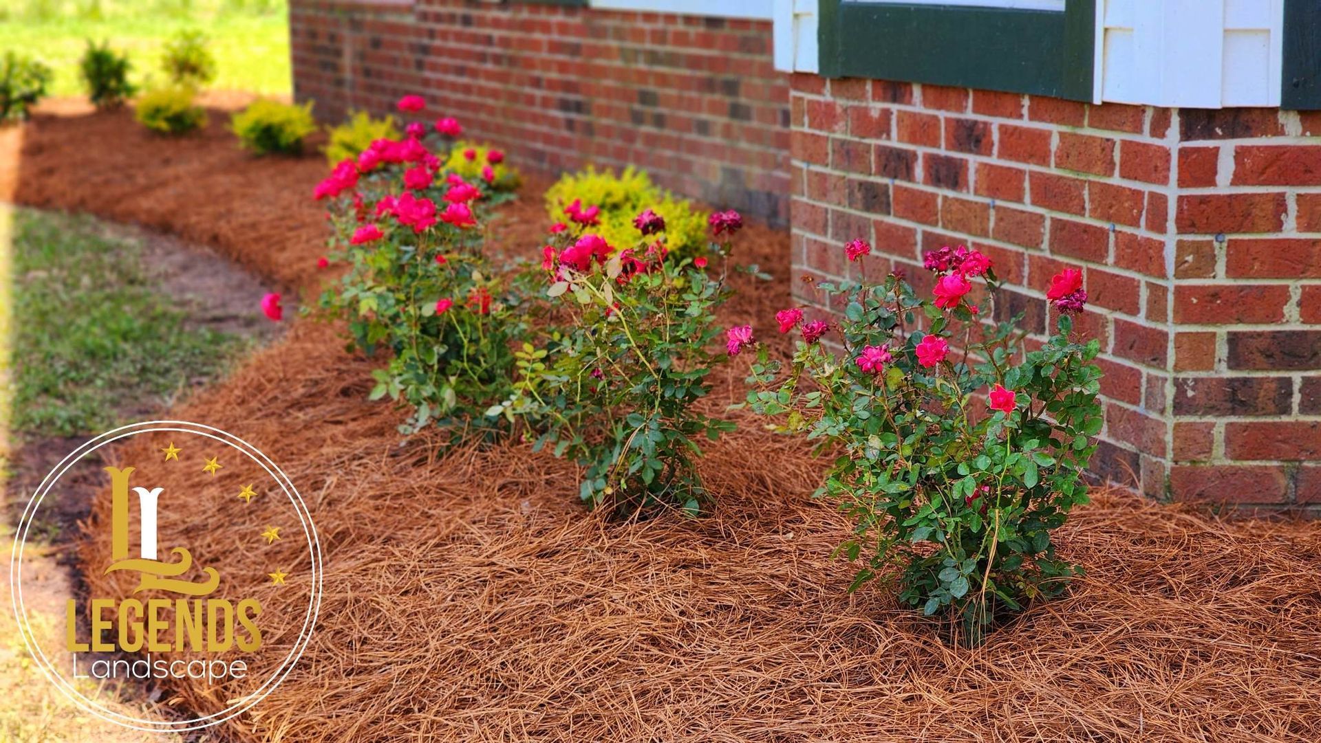 A row of roses growing in a garden next to a brick wall.