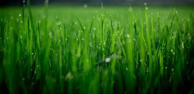 A close up of a field of green grass with water drops on it.