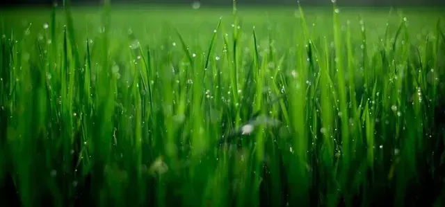 A close up of a field of green grass with water drops on it.
