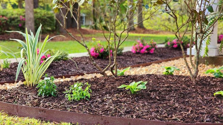 A garden filled with lots of plants and mulch.