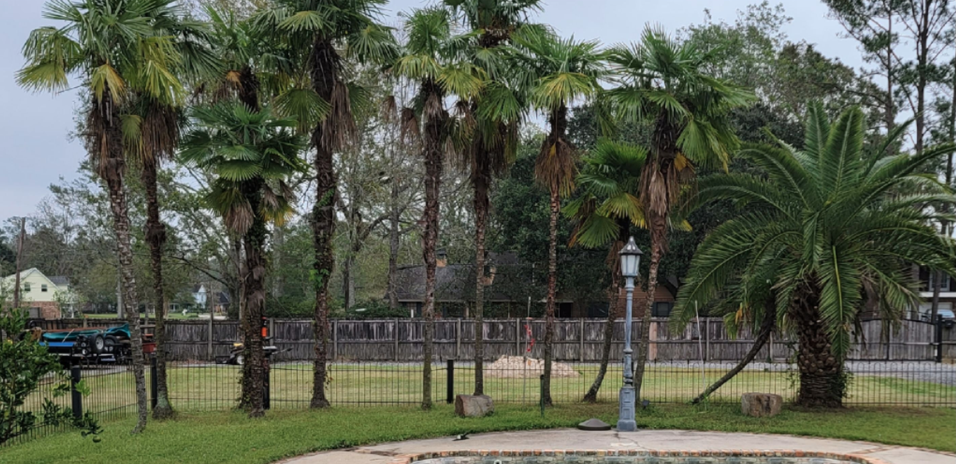 A row of palm trees in a park with a fence in the background.