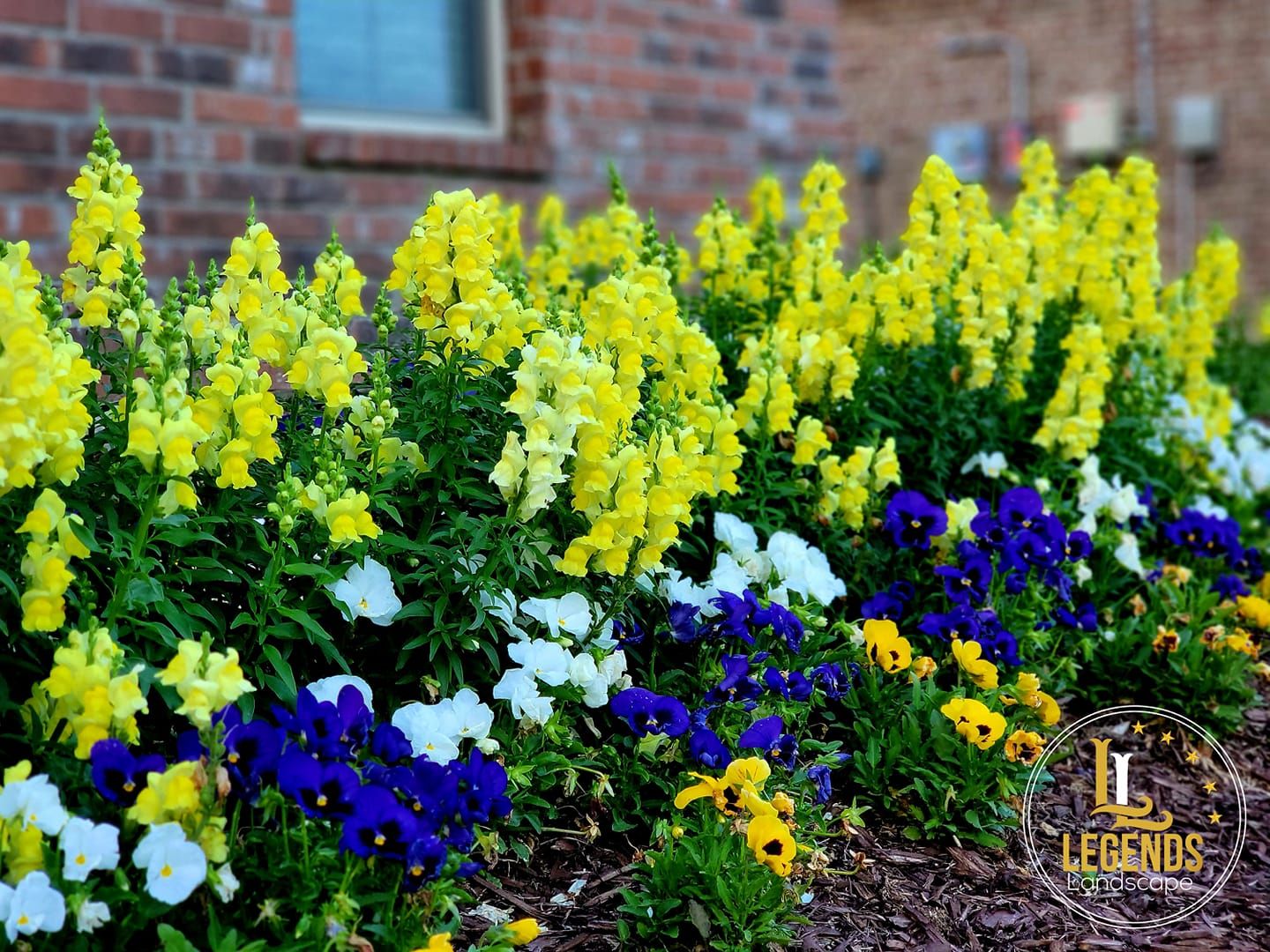 A row of yellow and blue flowers in front of a brick building.