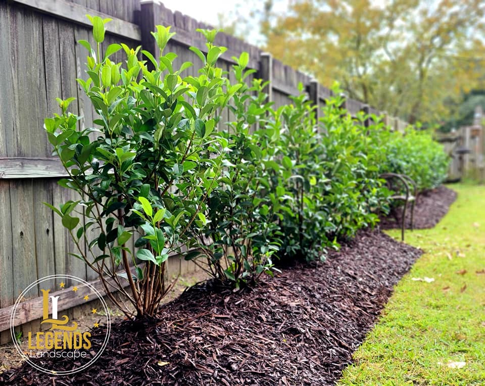 A row of bushes growing next to a wooden fence.
