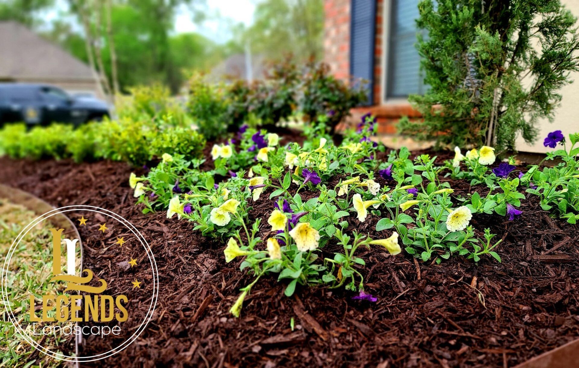 A garden bed with yellow and purple flowers in front of a house.