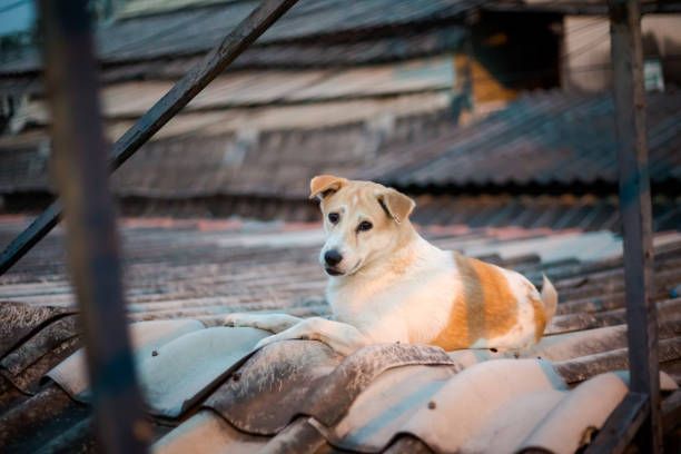 Dog, white and brown, resting on a weathered rooftop, looking at the camera.
