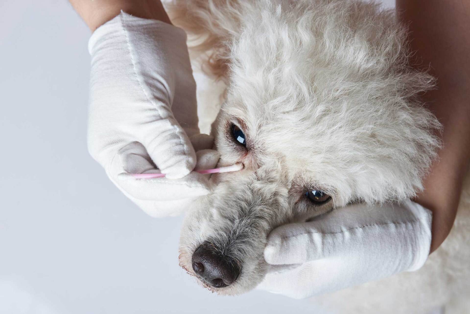 Veterinarian gently cleaning a white dog's eye with a cotton swab; hands in gloves.