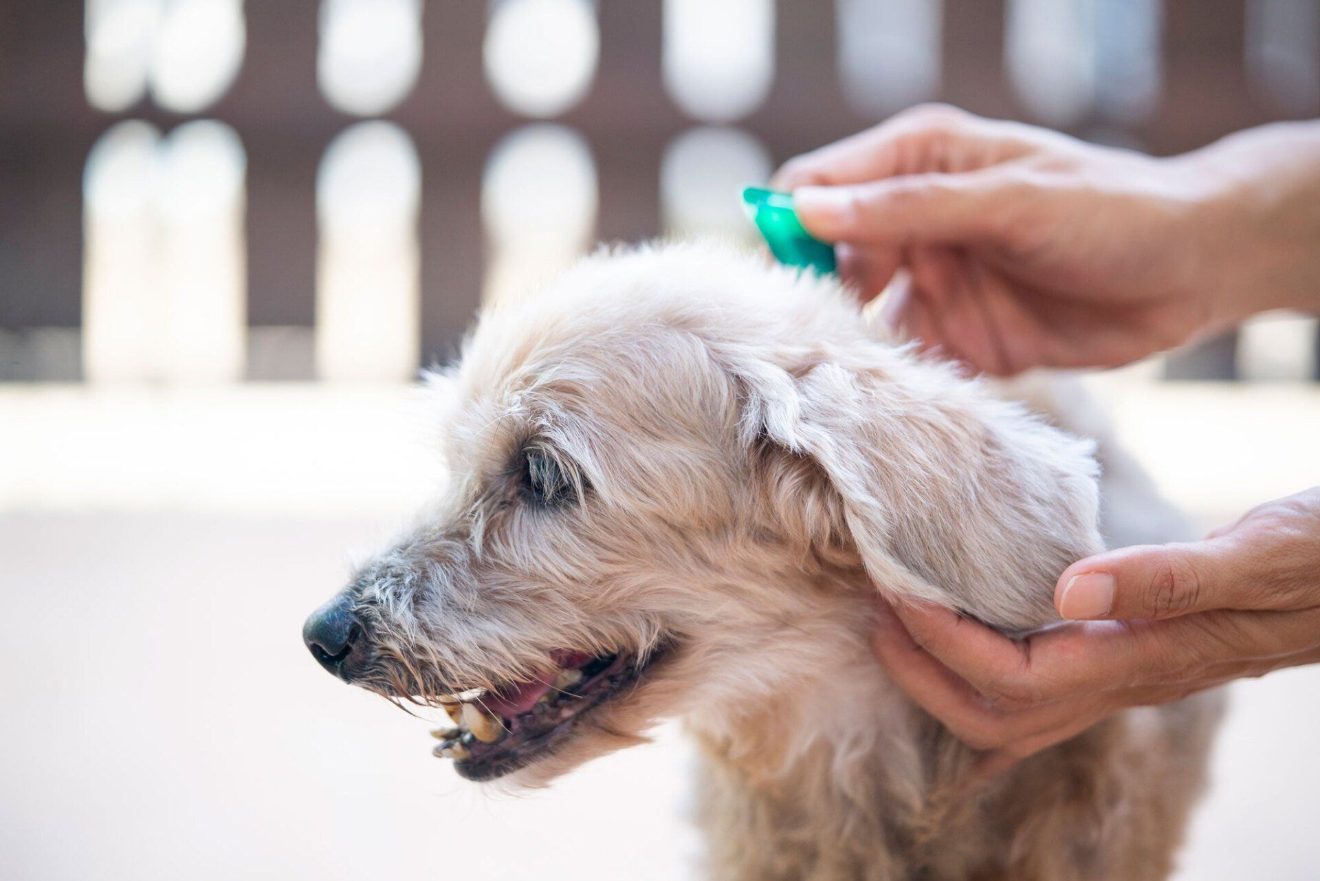 Person applying flea treatment to a small, tan dog's fur; outdoors.