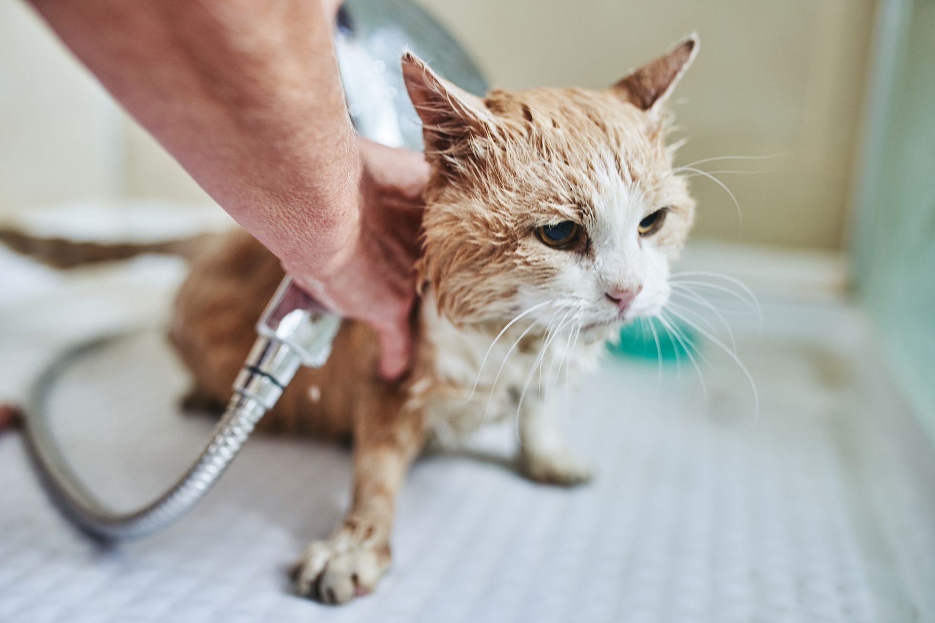 Wet orange and white cat being bathed with a shower head.
