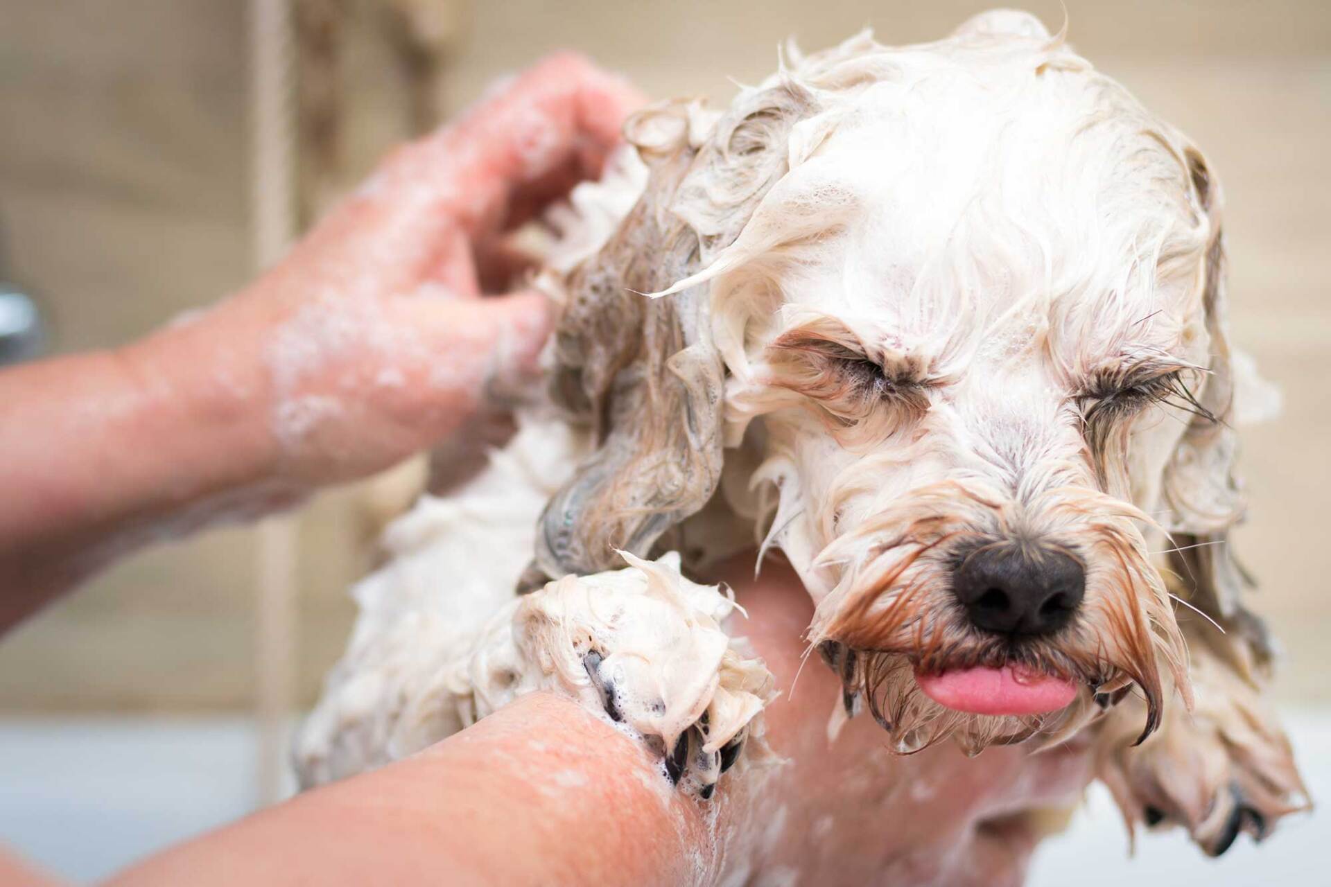 Dog being bathed, eyes closed, tongue out, in a bathtub with foamy soap.