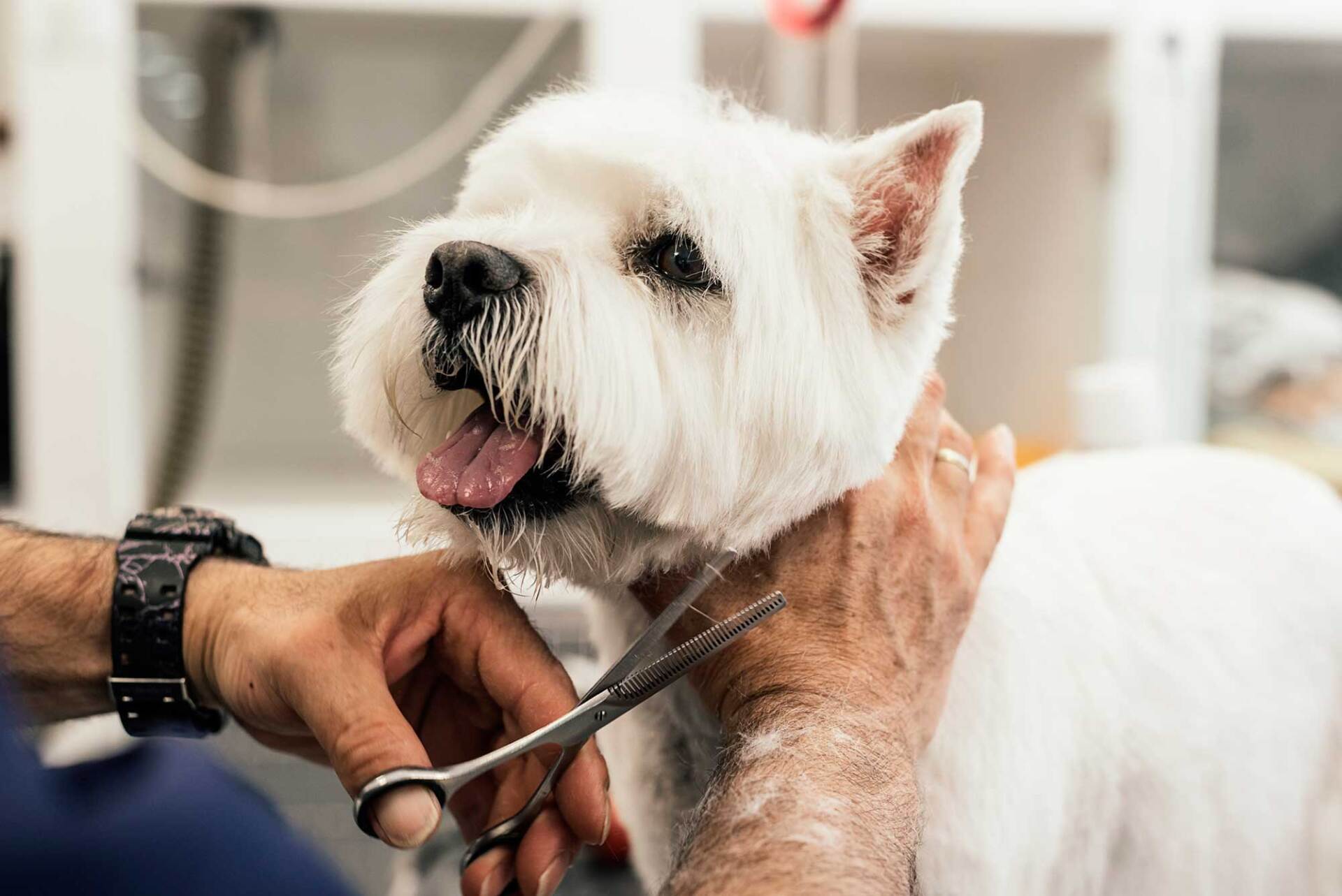 Grooming a Little Dog — Loganville, GA — Paws & Parks