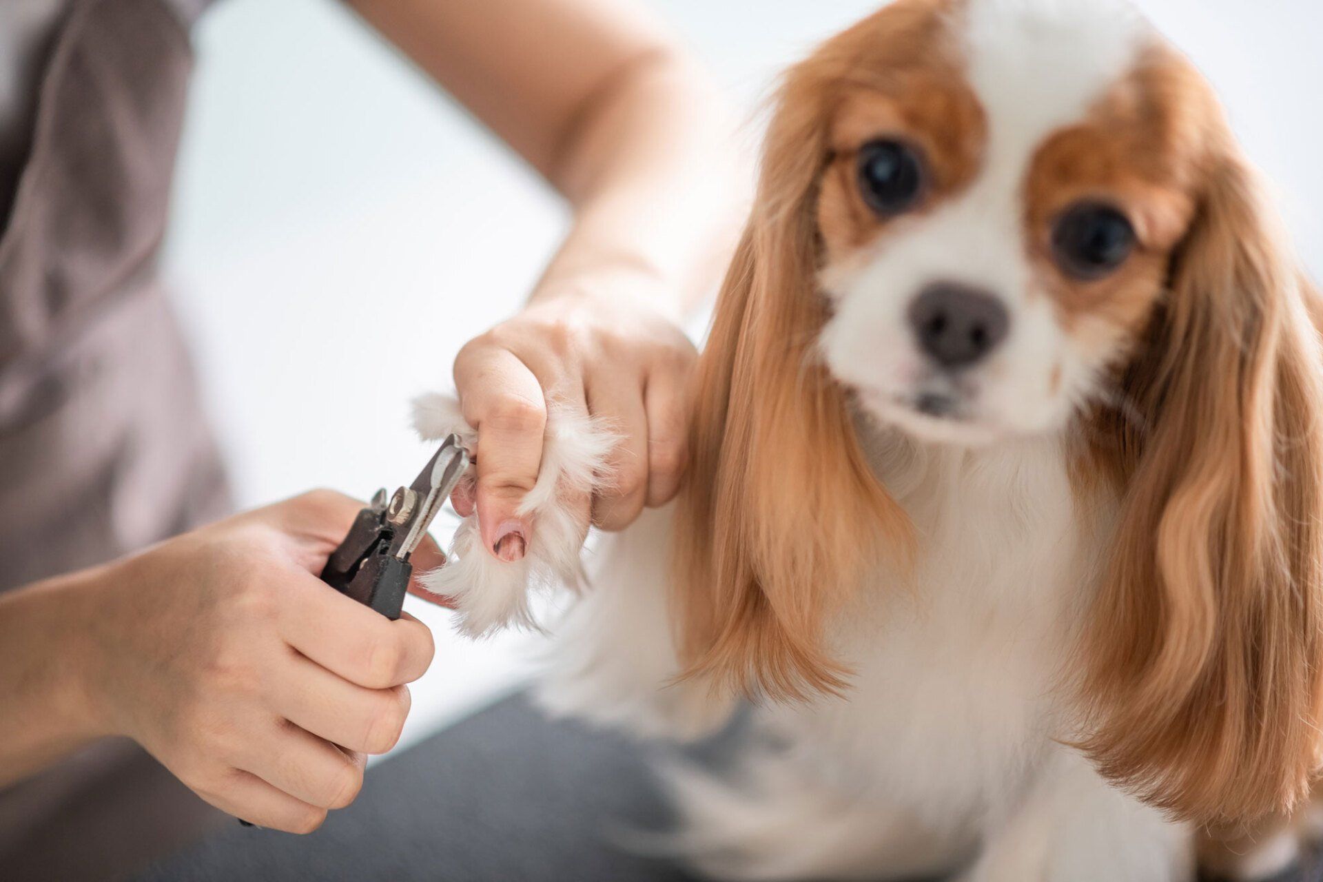 Dog Grooming — Loganville, GA — Paws & Parks