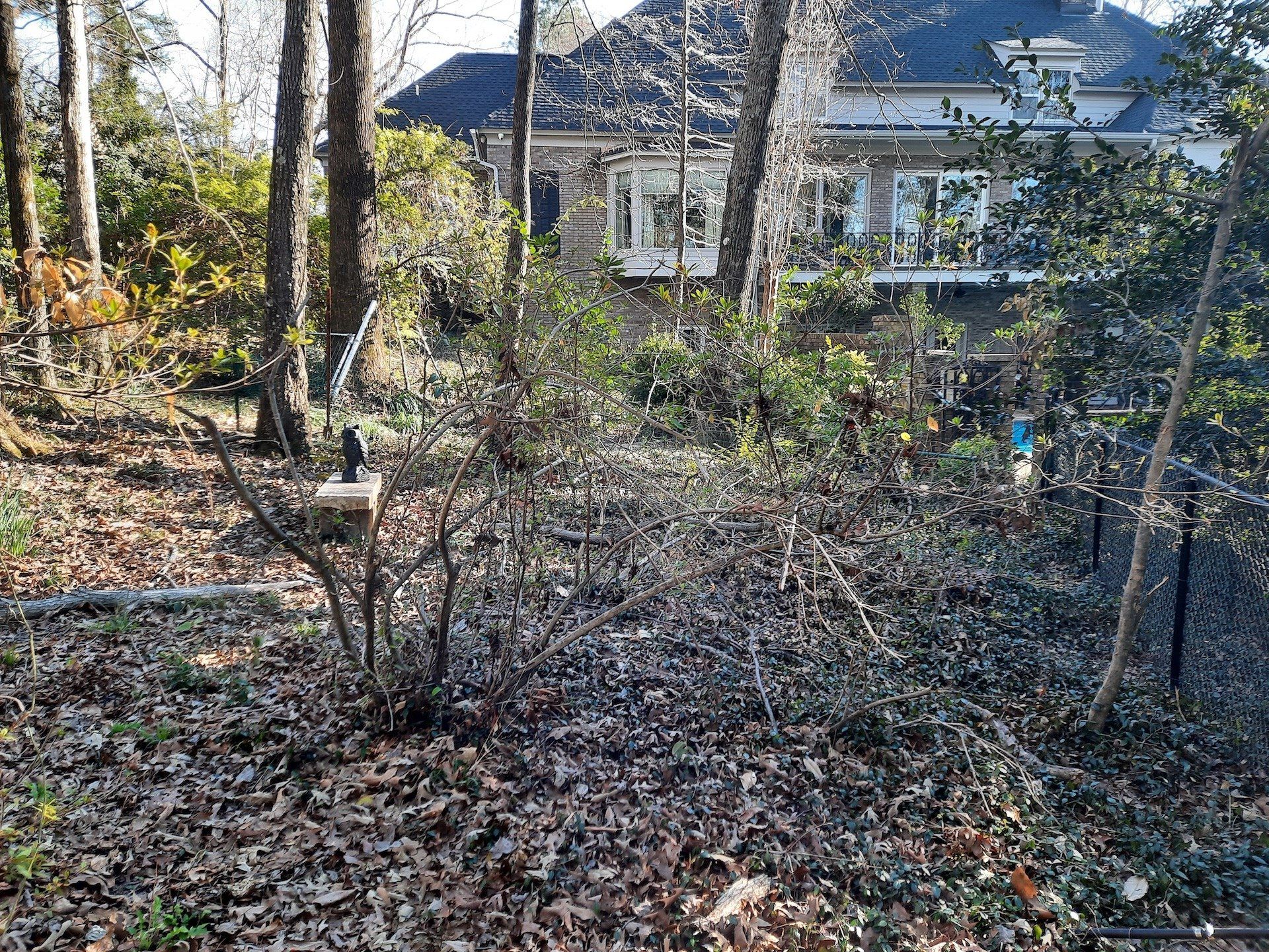 Yard full of leaves and trees