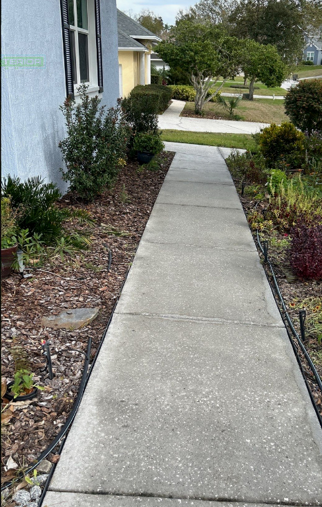 Concrete sidewalk beside a house, bordered by shrubs and mulch, leading to a street
