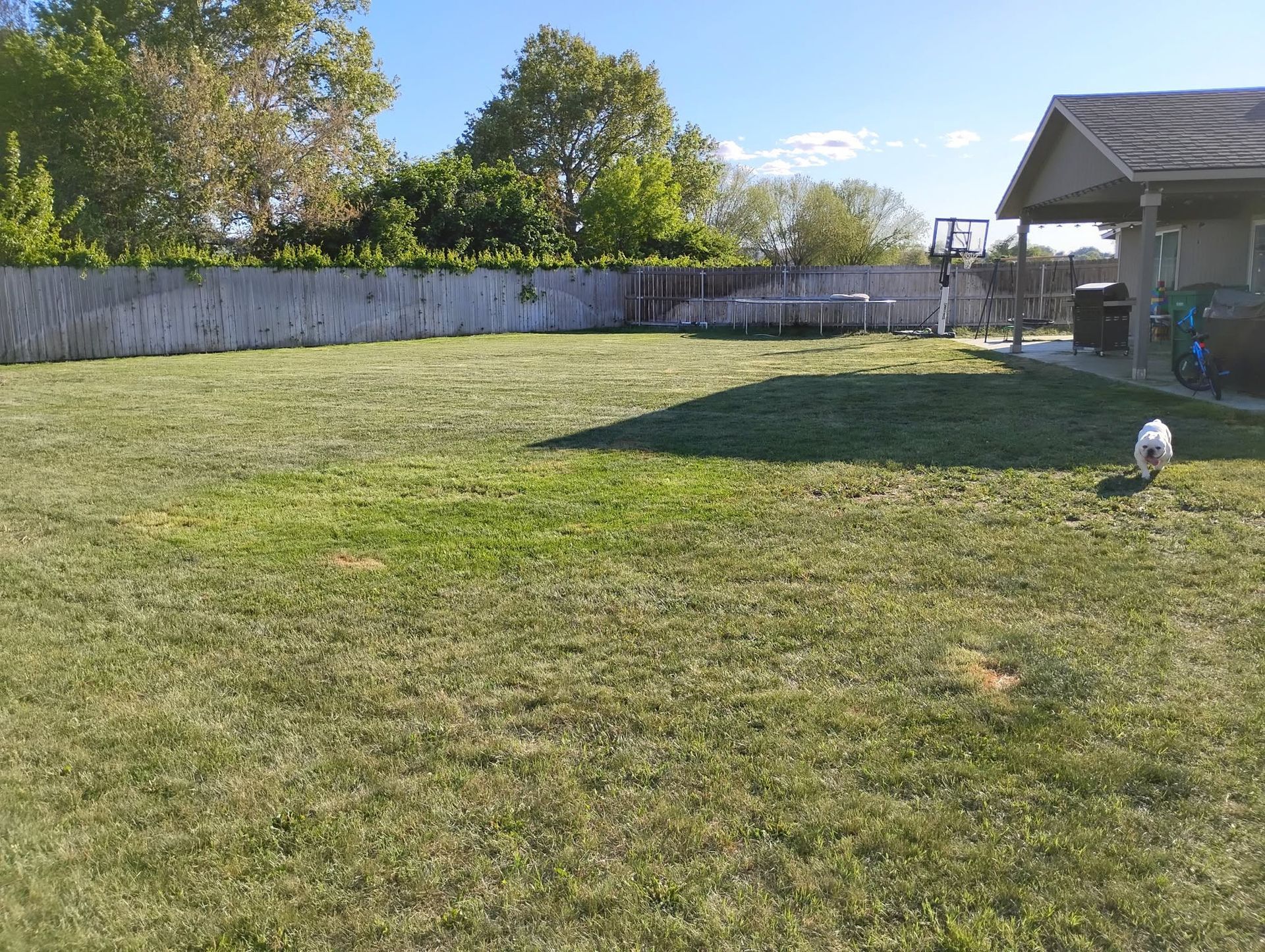 Grassy backyard with a white fence, trees, and a house patio; a small white dog stands on the right.