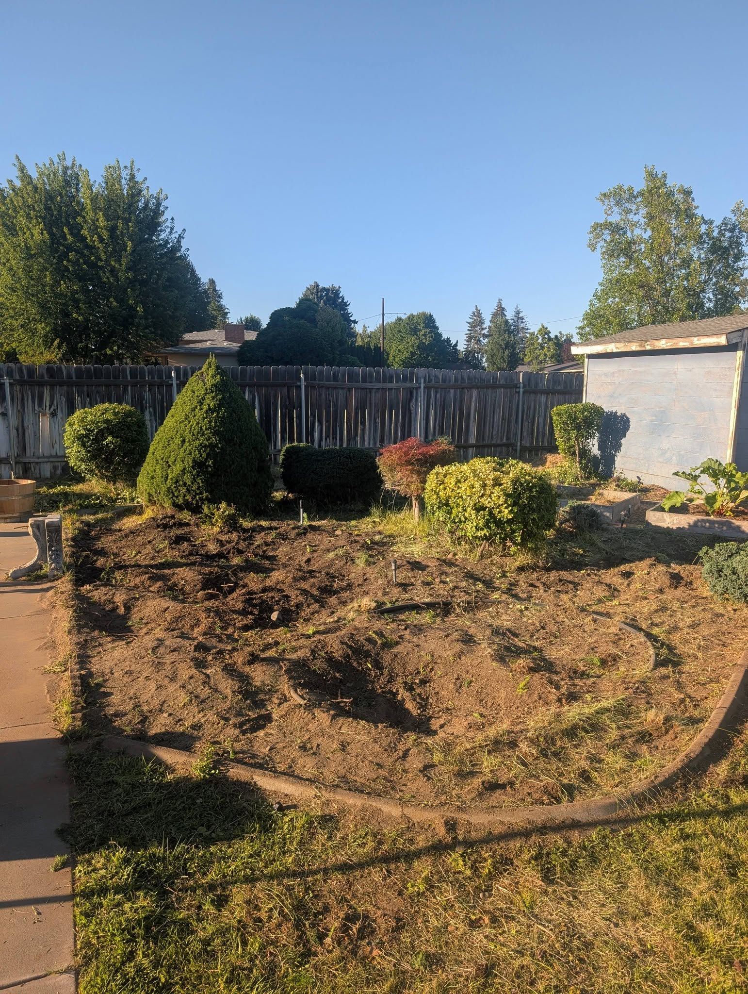 Backyard garden with dry mulch, trimmed shrubs, wooden fence, and a small shed under a clear blue sky