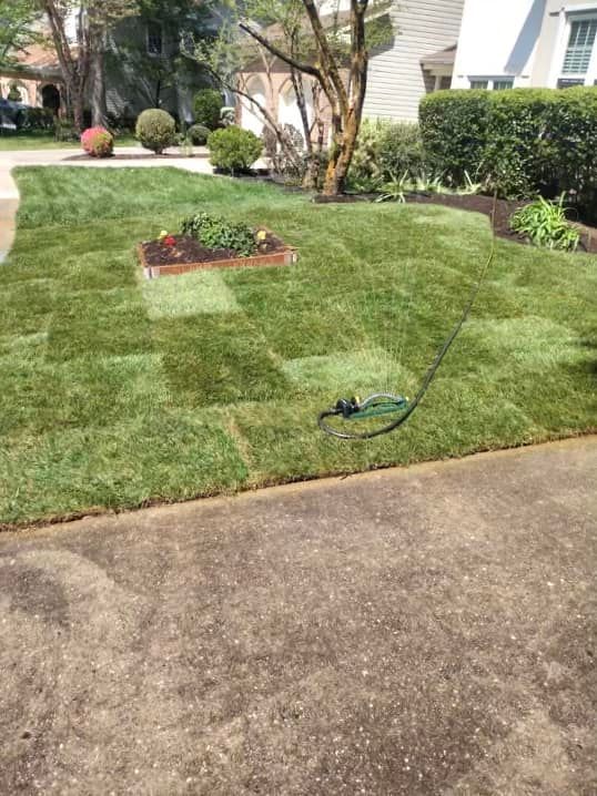 Lawn under repair with fresh sod patches, a flower bed, and a hose on a suburban front yard