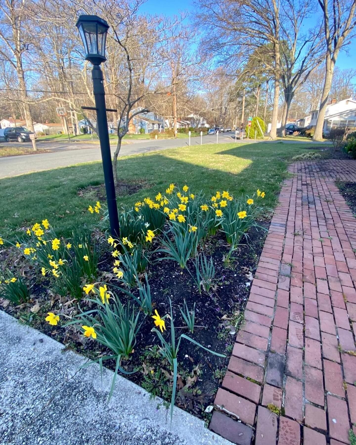 Yellow daffodils blooming beside a brick path and lamp post in a park