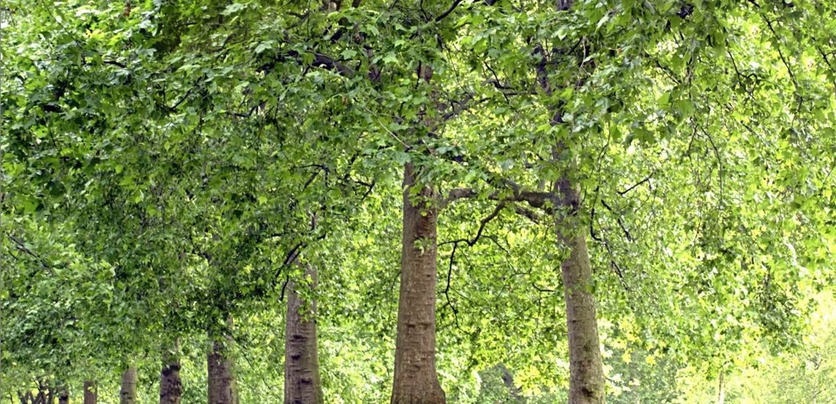 Sunlit grove of tall trees with dense green foliage in a grassy park.