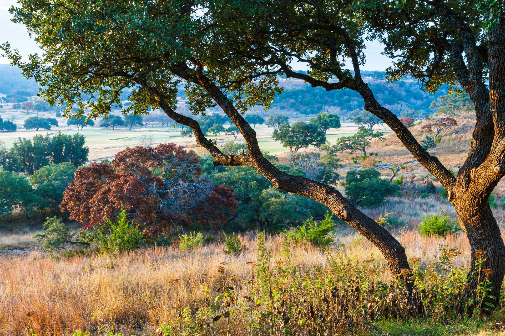 A tree with a lot of branches is in the middle of a field.