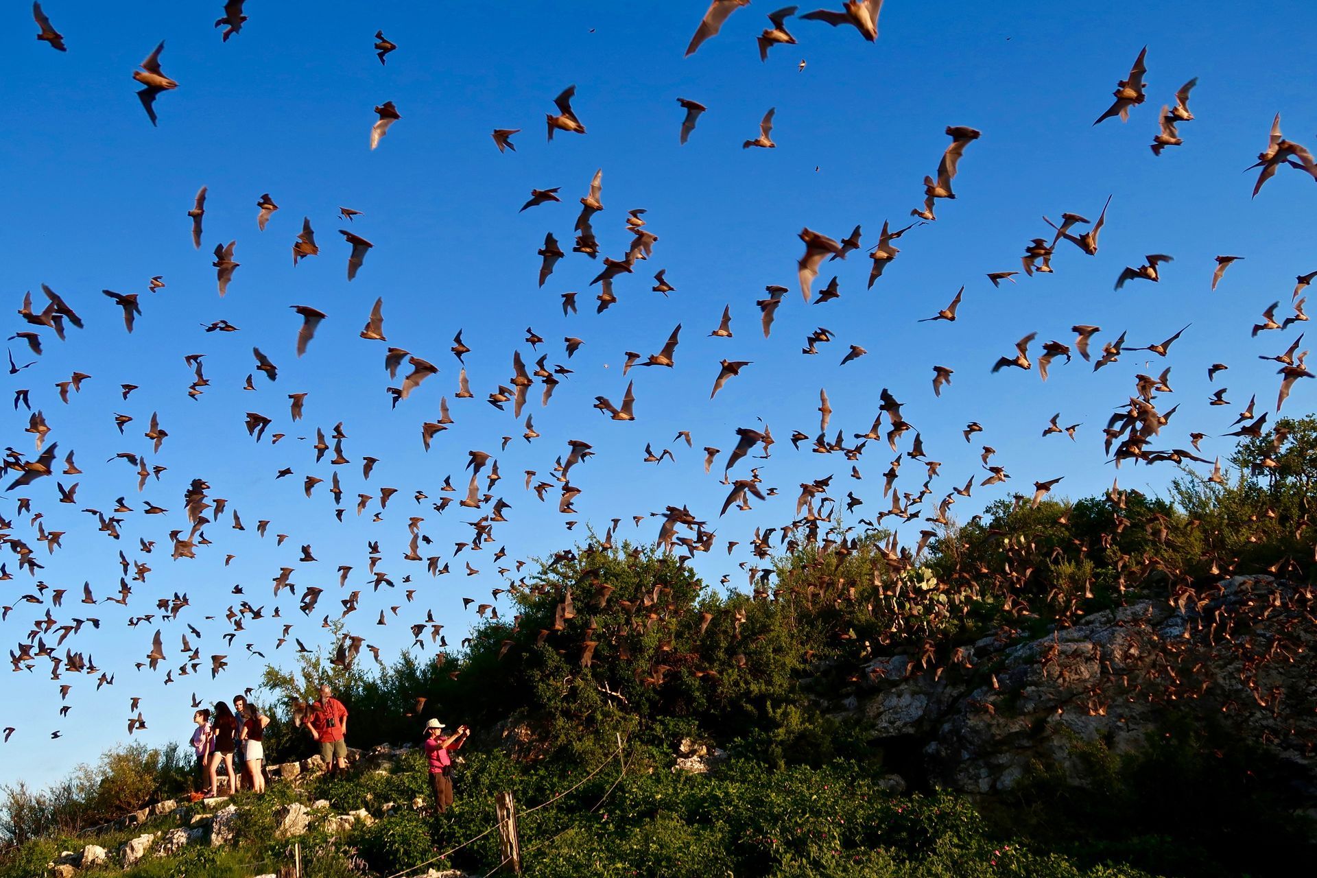A large flock of birds are flying in the sky