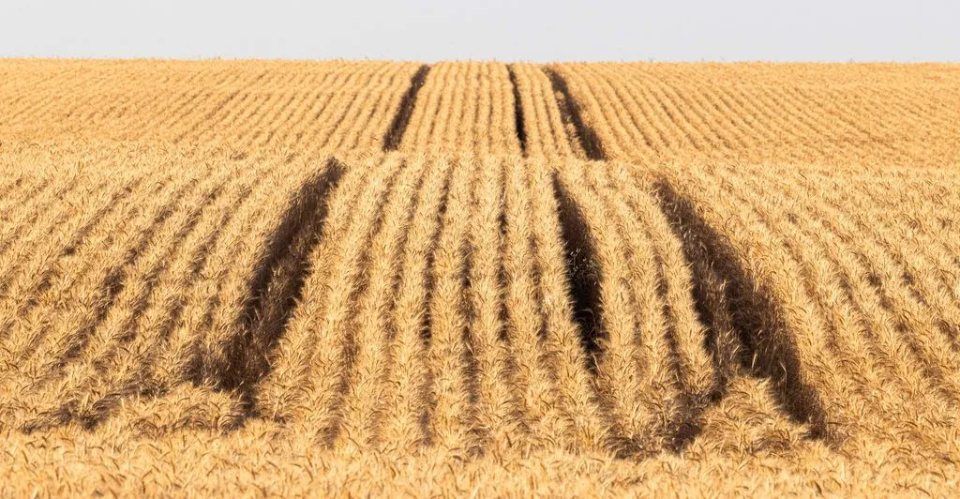 field