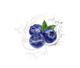 Blueberries with green leaves splashing in water on a white background