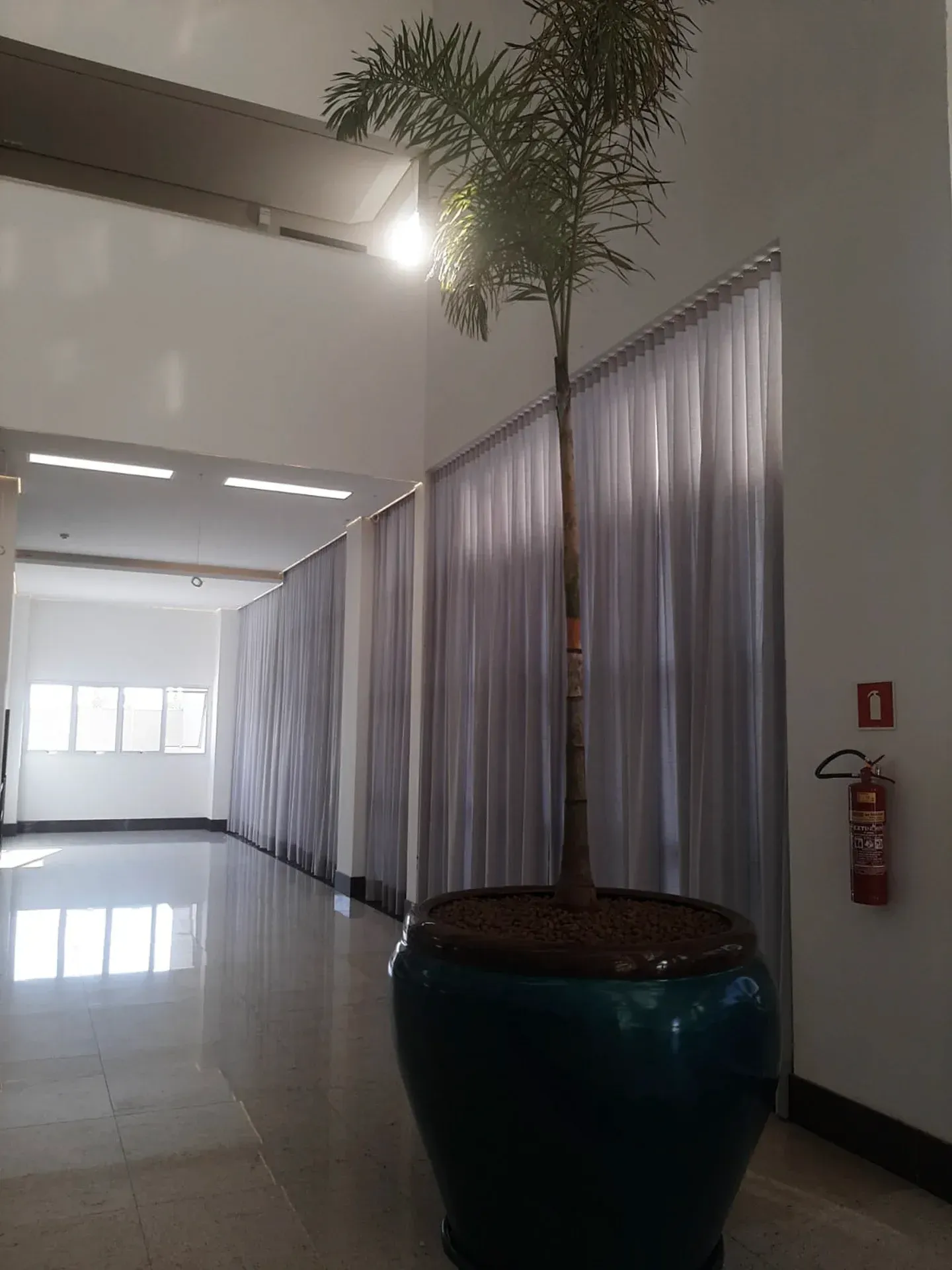 Palmeira alta em vaso num vaso azul-petróleo num corredor, ao lado de cortinas brancas e um extintor de incêndio.