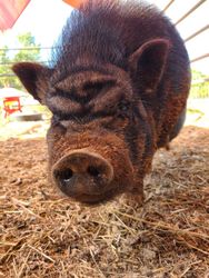 A close up of a pig 's nose looking up at the camera.